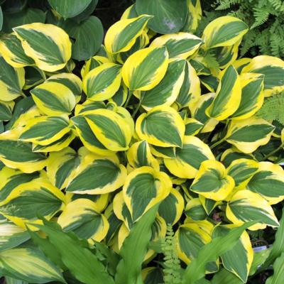 Hosta 'Grand Tiara'